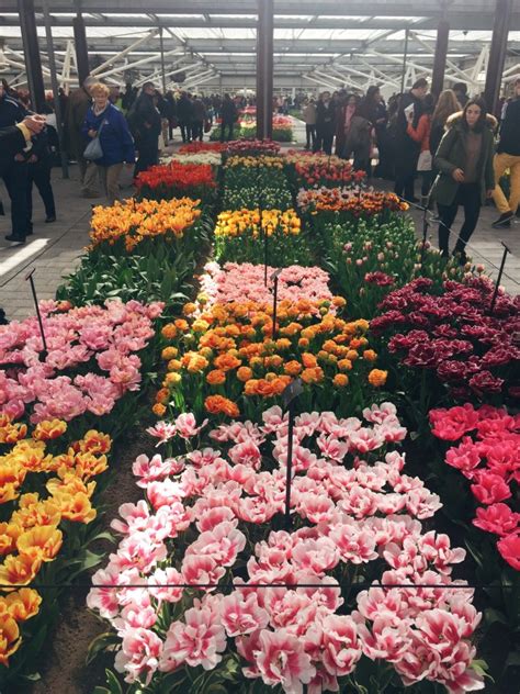 Guide to Keukenhof: Holland's Tulip Festival - elizabeth everywhere