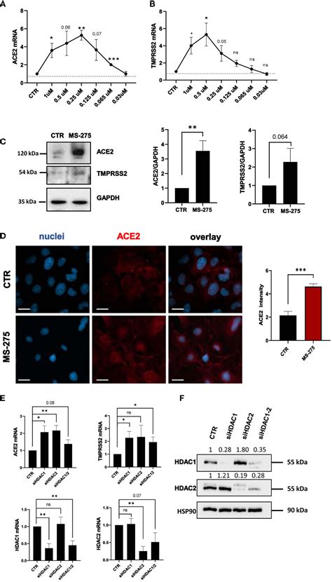 Frontiers Hdac1 3 Inhibition Increases Sars Cov 2 Replication And