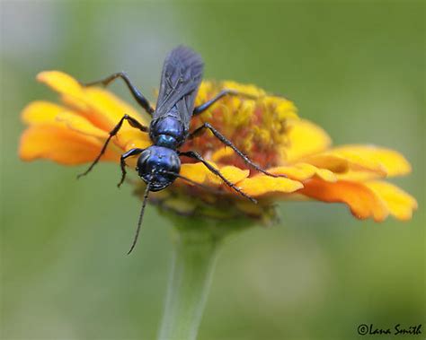 Blue Mud Dauber Wasp Chlorion Aerarium Bugguidenet