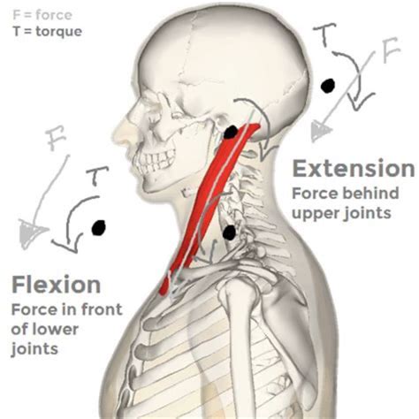 Bodyweight Neck Flexion With Rotaion by John Wu - Exercise How-to - Skimble