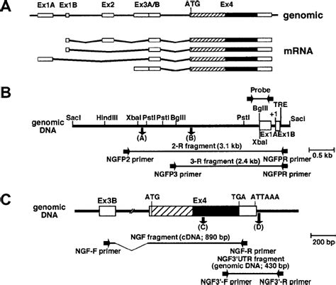 A A Schematic Representation Of The Ngf Gene And Mrnas B A