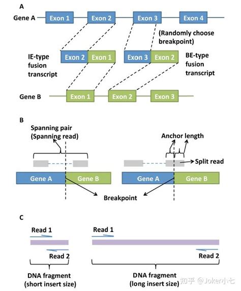 一招搞懂基因融合（gene Fusion）的定义、产生机制及鉴定方法 知乎