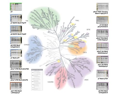 KinomeView Profiling Cell Signaling Technology