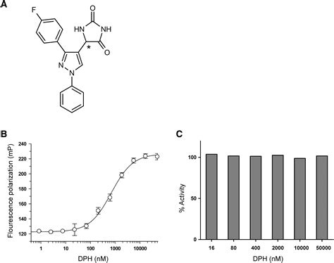 Discovery And Characterization Of A Cell Permeable Small Molecule C