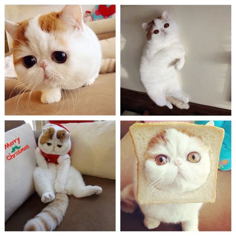 Японский кот снупи - картинки и фото koshka.top