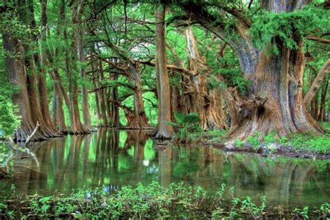 Parque Nacional El Sabinal Turismo Nuevo León