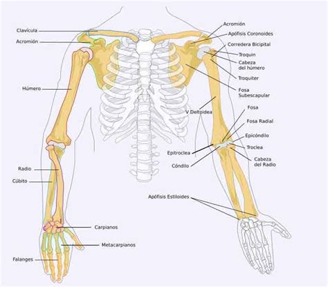 Pin on OsteologÍa del MMSS