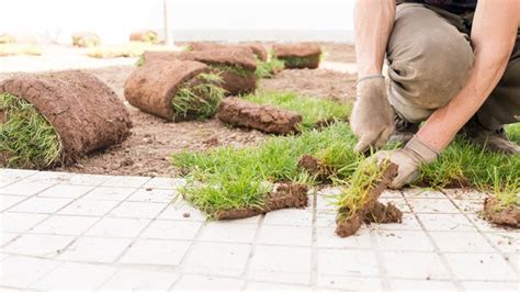 how much does it cost to lay sod