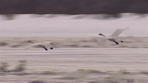 Yukon celebrates trumpeter swan migration - North - CBC News