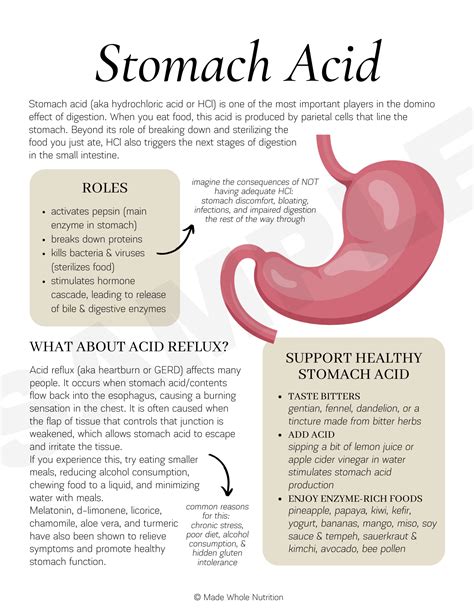 STOMACH ACID 101 (and how to manage acid reflux) — Functional Health