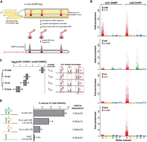 Genomic Occupancy Maps Of Rox Orthologs Highlight The Loss Of Rox1rox2 Download Scientific