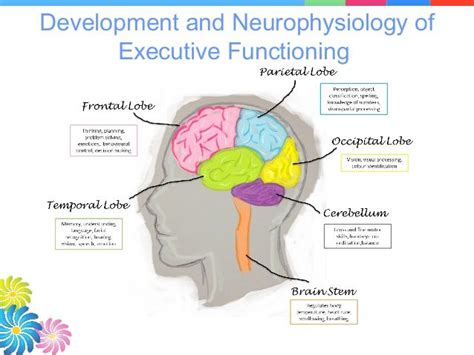 Development And Neurophysiology Of Executive Functioning Frontal Lobe