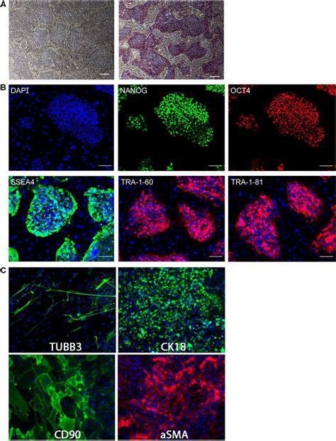 Characterization Of Ipscs Obtained From A Healthy Donor A Morphology