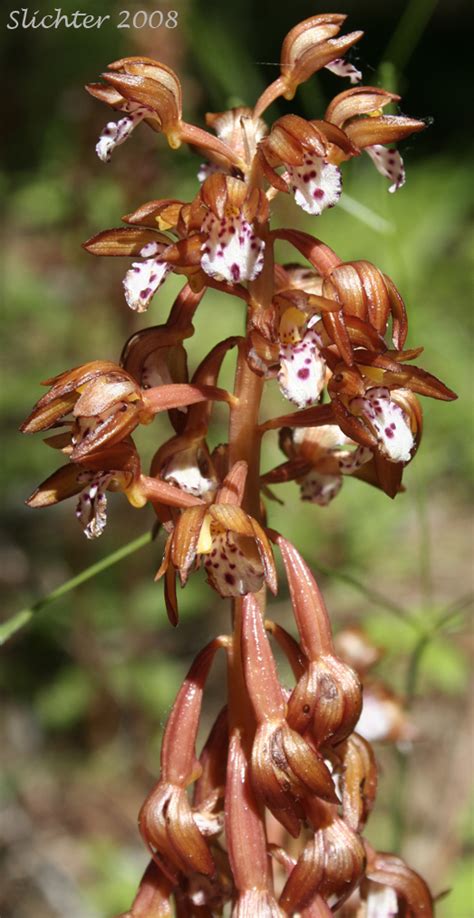 Pacific Coralroot Spotted Coralroot Spotted Coral Root Summer