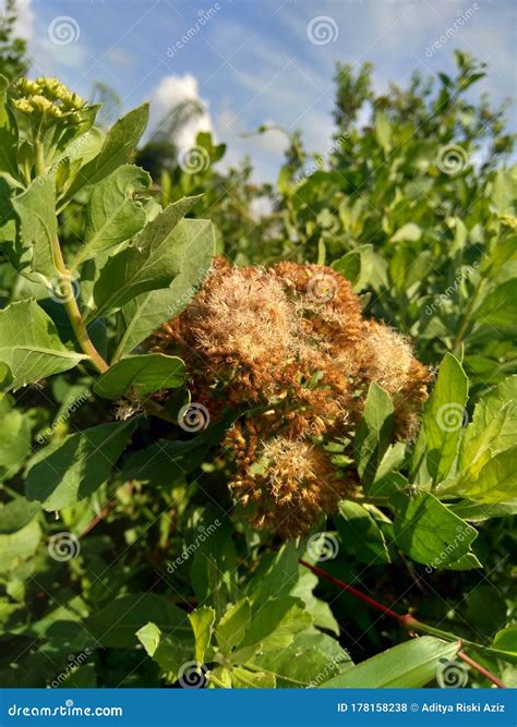 Pluchea Indica, The Species Of Flowering Plant In The Aster Family