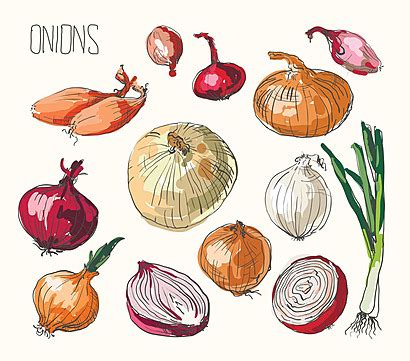 Onion Setvector Illustration Shallot Icon Cuisine Vector Shallot Icon