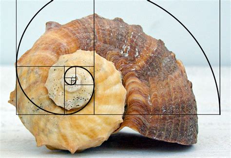 Golden Spiral Examples Hot Sex Picture