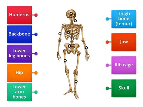 Human Skeleton Labelled Diagram