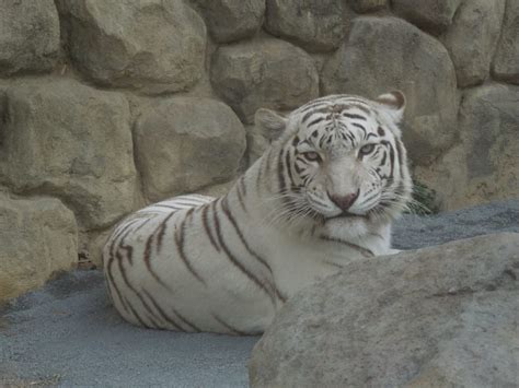 ホワイトタイガーの見どころとイベントを詳しく！ 東武動物公園を10倍楽しめる遊び方ガイド