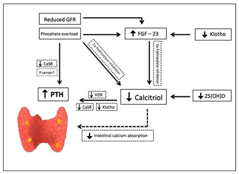 Parathyroid Hormone: A Uremic Toxin