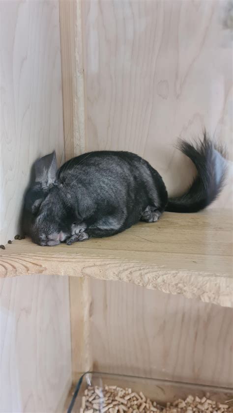 best chinchilla sleeping too much easily 3