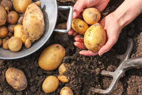 Planter des pommes de terre faire son jardinage à domicile