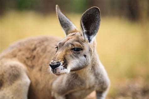 57 best images about Australian Animals on Pinterest | Quokka, Islands ...