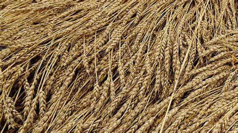 After Being Rejected By Turkey Indian Wheat Consignment Heads To Egypt