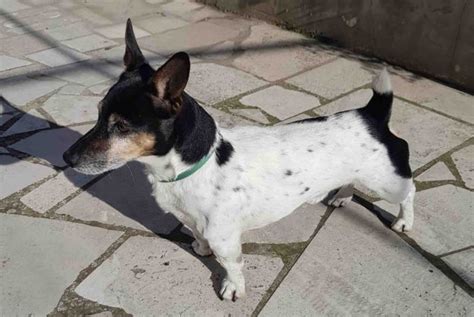 Jack Russell Terrier Il Cane Agile E Intelligente Dal Carattere Buono