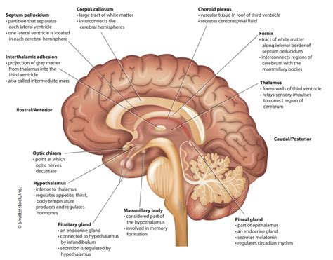 Brain Midsagittal View