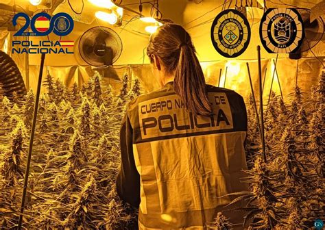 La Policia Nacional desmantella dues plantacions de marihuana i deté