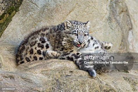 Snow Leopard Cubs Photos and Premium High Res Pictures - Getty Images