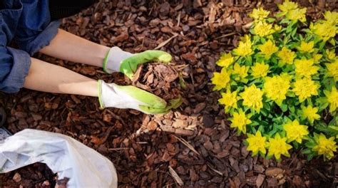 A Complete Guide To Choosing The Right Mulching Kit