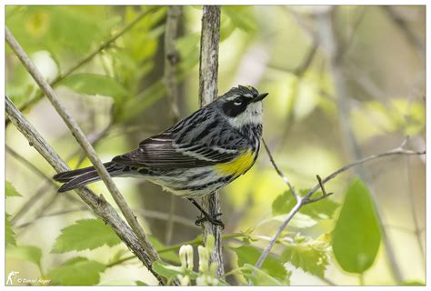 Paruline à croupion jaune Yellow rumped Warbler Un mâle Flickr