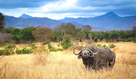 8 Days Masai Mara Lake Nakuru Naivasha Amboseli Tsavo Camping