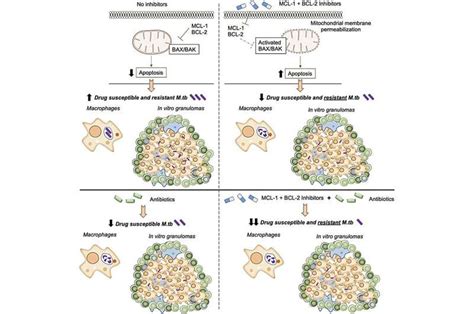 Cancer Therapy Shows Promise Against Tuberculosis