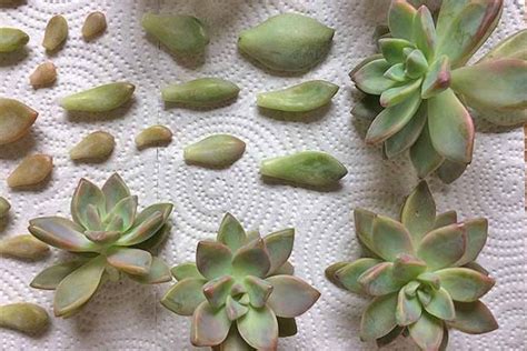 Propagating Succulents In 5 Easy Steps Gardener S Path