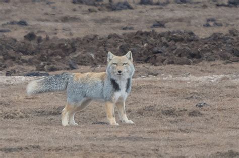 Tim Melling Tibetan Fox Mark Avery