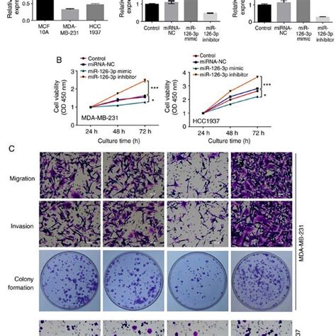 Mir P Regulates Mda Mb And Hcc Cell Activities A The