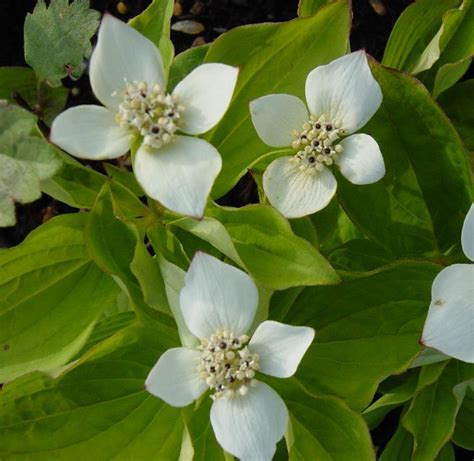 Cornus canadensis - Farmyard Nurseries