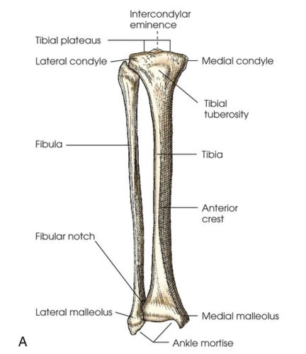 Rad Procedures Chapter Part Ankle And Lower Leg Flashcards