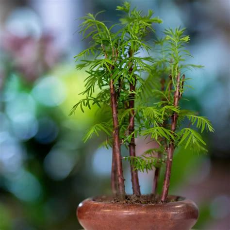 How to Revive a Bonsai & Is It Dying?