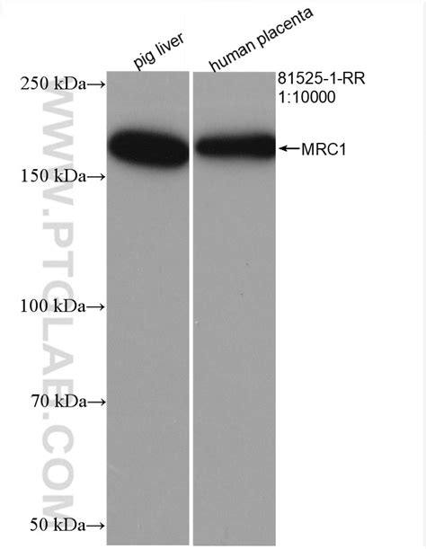 Cd Antibody Rr Proteintech