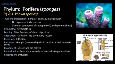 Phylum Porifera Sponges 8761 Known Species Ppt Download