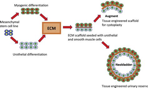 Figure 1 From Tissue Engineered Extracellular Matrices Ecms In