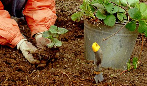 À quel moment faut il planter vos fraisiers pour maximiser votre récolte