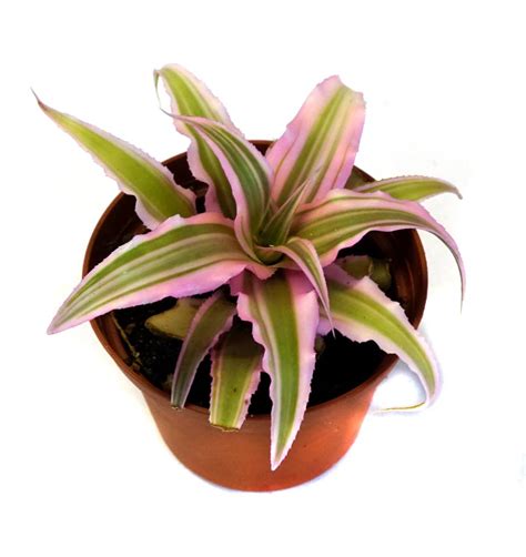 Cryptanthus Bivittatus Pink Starlite