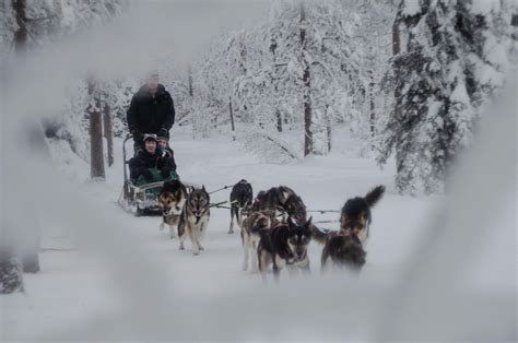 Premium Husky Reindeer Safari Combo With Lunch Rovaniemi