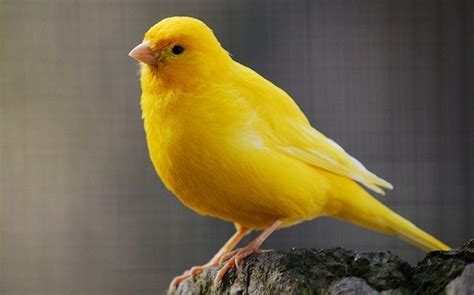 Yellow Canary Facts, Pet Care, Behavior, Diet, Price, Pictures