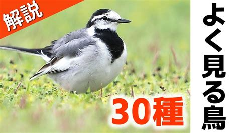 超入門！よく見る野鳥30種【解説】 Youtube